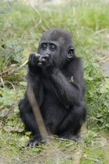 Western lowland gorilla (Gorilla gorilla gorilla), juvenile, captive, occurring in Africa