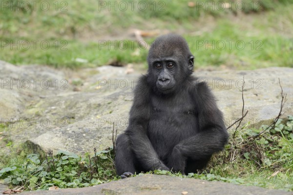 Western lowland gorilla (Gorilla gorilla gorilla), juvenile, captive, occurring in Africa