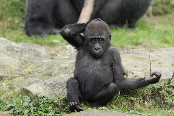 Western lowland gorilla (Gorilla gorilla gorilla), juvenile, captive, occurring in Africa