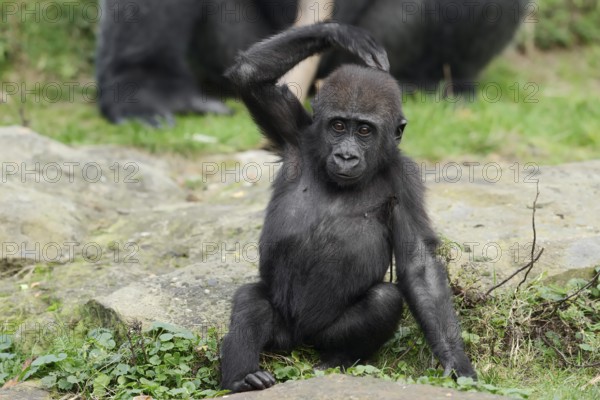 Western lowland gorilla (Gorilla gorilla gorilla), juvenile, captive, occurring in Africa