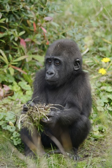 Western lowland gorilla (Gorilla gorilla gorilla), juvenile, captive, occurring in Africa