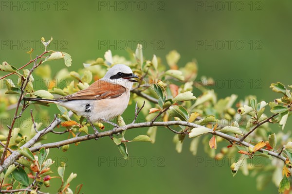 Red-backed shrike (Lanius collurio), male, North Rhine-Westphalia, Germany