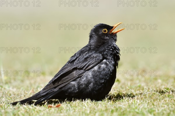 Blackbird (Turdus merula), male sunbathing, Schleswig-Holstein, Germany