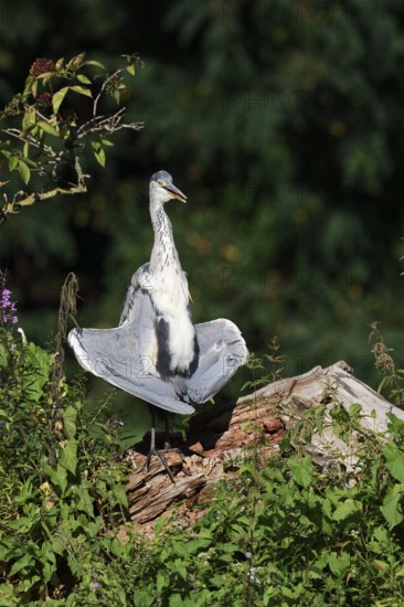 Grey heron (Ardea cinerea) sunbathing, North Rhine-Westphalia, Germany
