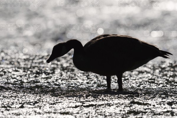 Canada goose (Branta canadensis) standing in the water against the light, North Rhine-Westphalia, Germany