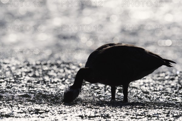 Canada goose (Branta canadensis) standing in the water against the light, North Rhine-Westphalia, Germany