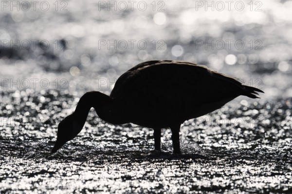 Canada goose (Branta canadensis) standing in the water against the light, North Rhine-Westphalia, Germany