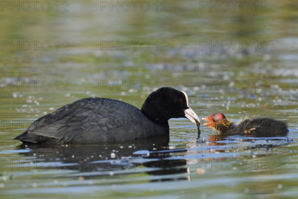 Eurasian Coot (Fulica atra) feeding chicks, North Rhine-Westphalia, Germany