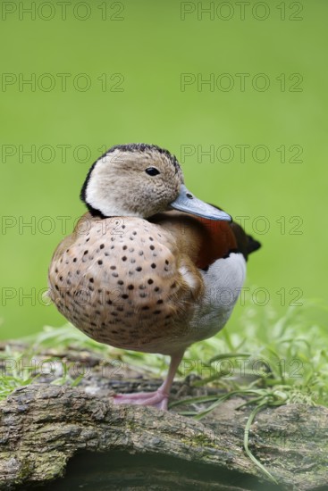 Red-shouldered duck (Callonetta leucophrys), male, North Rhine-Westphalia, Germany, captive escapee, native to South America