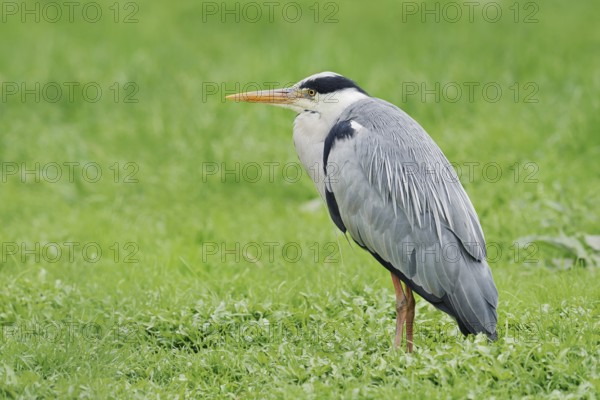 Grey heron (Ardea cinerea) standing in a meadow, North Rhine-Westphalia, Germany
