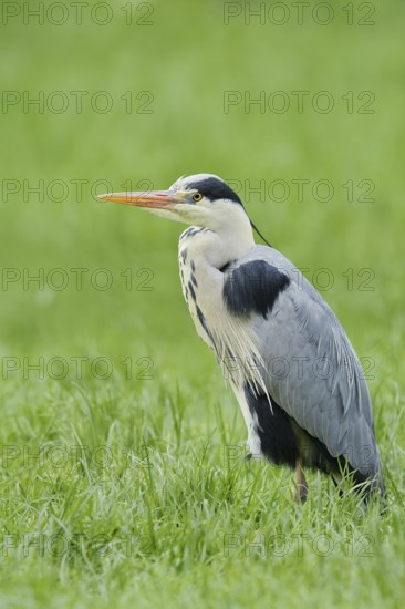 Grey heron (Ardea cinerea) standing in a meadow, North Rhine-Westphalia, Germany