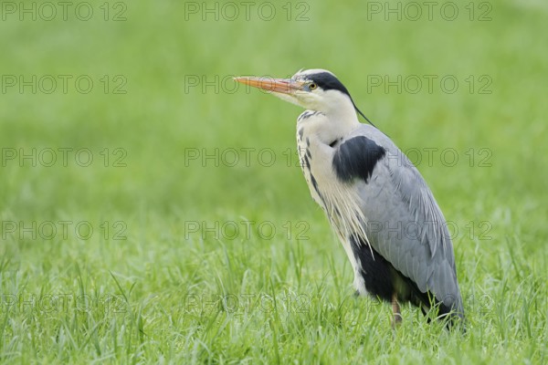 Grey heron (Ardea cinerea) standing in a meadow, North Rhine-Westphalia, Germany