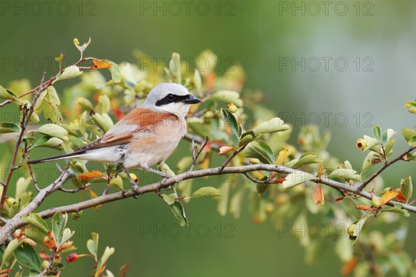 Red-backed shrike (Lanius collurio), male, North Rhine-Westphalia, Germany