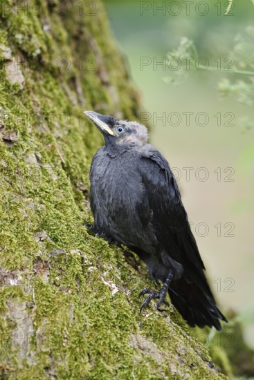 Jackdaw (Corvus monedula, Coloeus monedula), young bird, Schleswig-Holstein, Germany