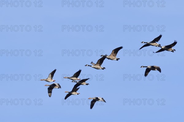 Greylag geese (Anser anser) and Canada geese (Branta canadensis), flying, North Rhine-Westphalia, Germany