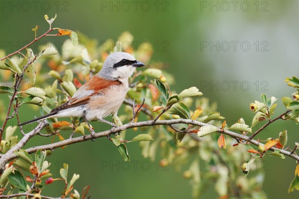 Red-backed shrike (Lanius collurio), male, North Rhine-Westphalia, Germany