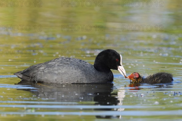 Eurasian Coot (Fulica atra) feeding chicks, North Rhine-Westphalia, Germany