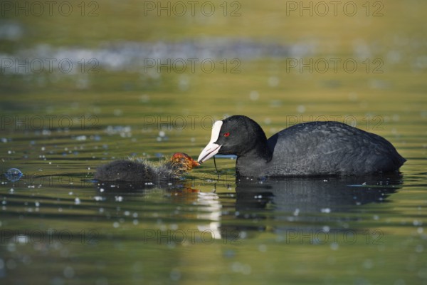 Eurasian Coot (Fulica atra) feeding chicks, North Rhine-Westphalia, Germany
