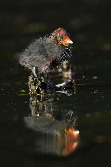 Eurasian Coot (Fulica atra), chick, North Rhine-Westphalia, Germany