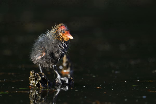 Eurasian Coot (Fulica atra), chick, North Rhine-Westphalia, Germany