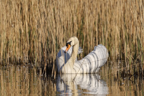 Mute swan (Cygnus olor), North Rhine-Westphalia, Germany