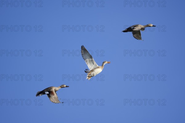 Gadwall (Mareca strepera, Anas strepera), drake and female flying, North Rhine-Westphalia, Germany
