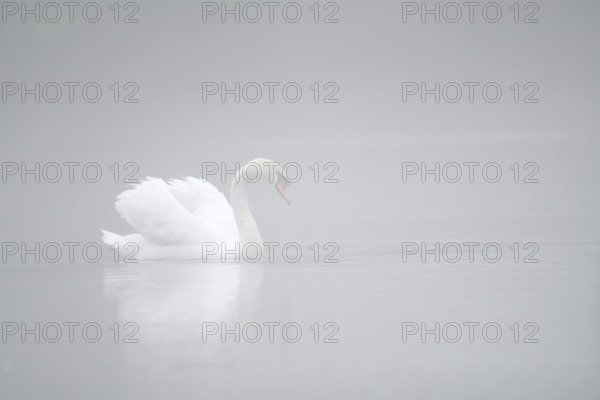 Mute swan (Cygnus olor) in the morning mist, North Rhine-Westphalia, Germany