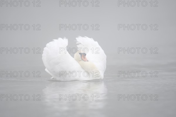 Mute swan (Cygnus olor) swimming menacingly in the morning mist, North Rhine-Westphalia, Germany
