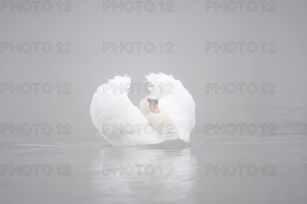 Mute swan (Cygnus olor) swimming menacingly in the morning mist, North Rhine-Westphalia, Germany