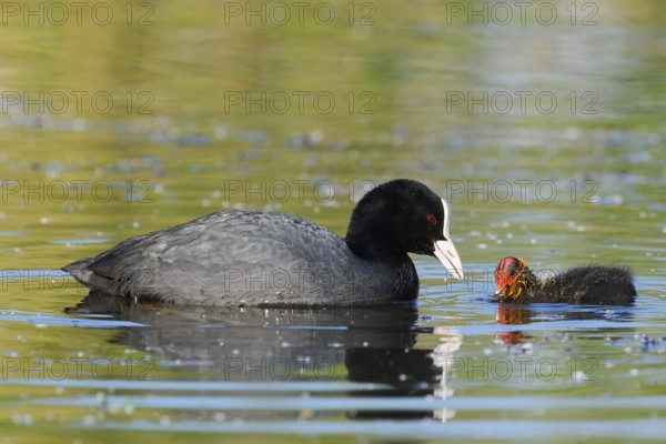 Eurasian Coot (Fulica atra) feeding chicks, North Rhine-Westphalia, Germany