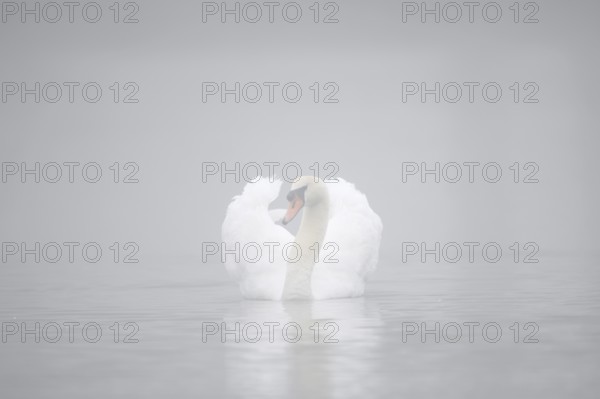 Mute swan (Cygnus olor) in the morning mist, North Rhine-Westphalia, Germany