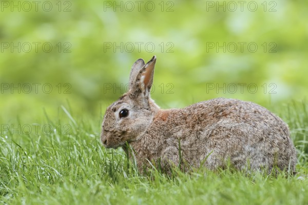 Wild rabbit (Oryctolagus cuniculus) in a meadow, North Rhine-Westphalia, Germany