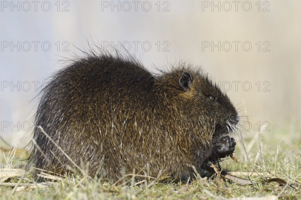 Nutria (Myocastor coypus) sits feeding on the lakeshore, neozoa in Germany, North Rhine-Westphalia, Germany