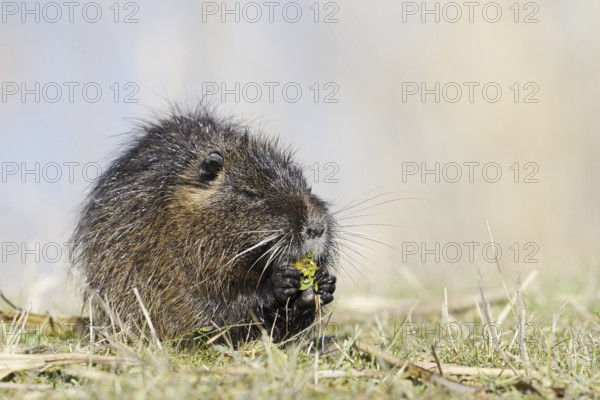 Nutria (Myocastor coypus) sits feeding on the lakeshore, neozoa in Germany, North Rhine-Westphalia, Germany