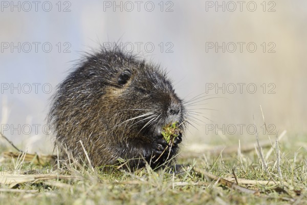 Nutria (Myocastor coypus) sits feeding on the lakeshore, neozoa in Germany, North Rhine-Westphalia, Germany