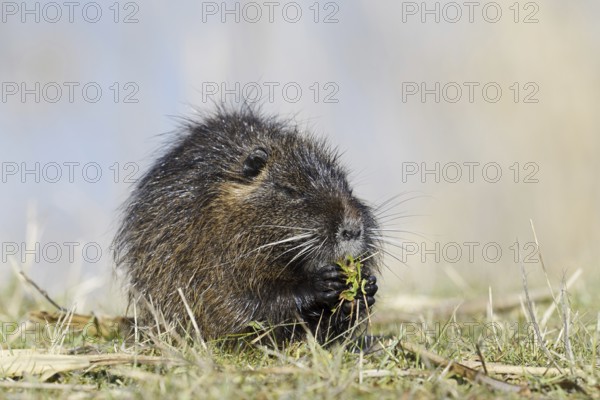 Nutria (Myocastor coypus) sits feeding on the lakeshore, neozoa in Germany, North Rhine-Westphalia, Germany