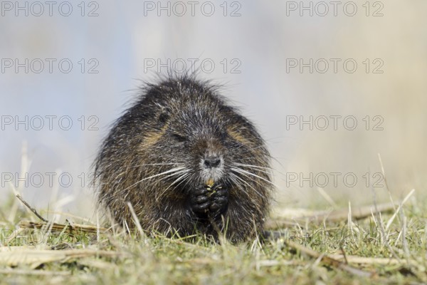 Nutria (Myocastor coypus) sits feeding on the lakeshore, neozoa in Germany, North Rhine-Westphalia, Germany