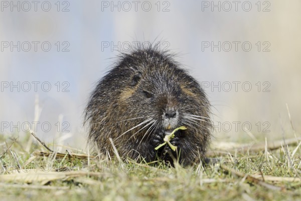 Nutria (Myocastor coypus) sits feeding on the lakeshore, neozoa in Germany, North Rhine-Westphalia, Germany