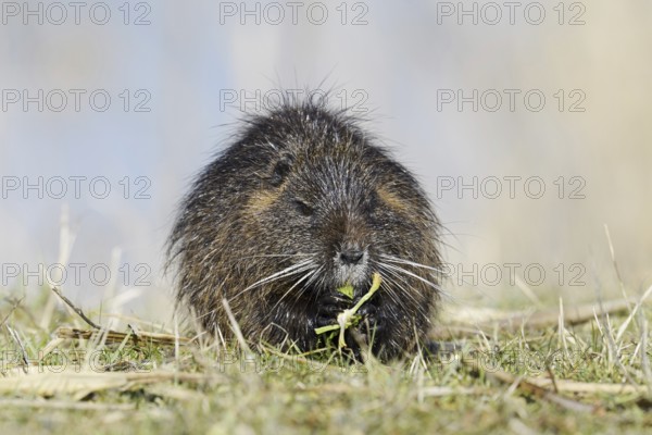 Nutria (Myocastor coypus) sits feeding on the lakeshore, neozoa in Germany, North Rhine-Westphalia, Germany