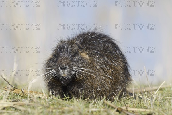 Nutria (Myocastor coypus), neozoa in Germany, North Rhine-Westphalia, Germany