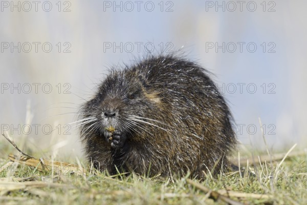Nutria (Myocastor coypus), neozoa in Germany, North Rhine-Westphalia, Germany