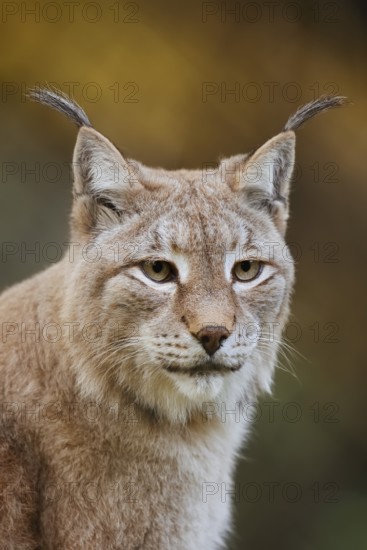 Eurasian lynx (Lynx lynx), portrait, captive, Germany