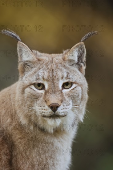 Eurasian lynx (Lynx lynx), portrait, captive, Germany