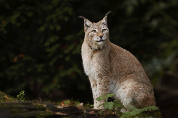 Eurasian lynx (Lynx lynx), captive, Germany