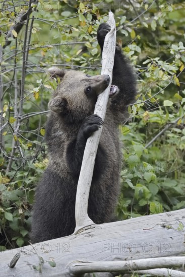 European brown bear (Ursus arctos arctos), young, captive, Bavarian Forest, Bavaria, Germany