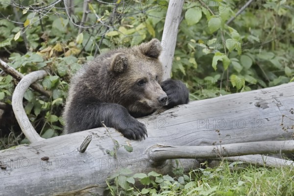 European brown bear (Ursus arctos arctos), young, captive, Bavarian Forest, Bavaria, Germany
