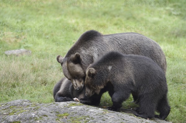 European brown bear (Ursus arctos arctos), female with young, captive, Bavarian Forest, Bavaria, Germany