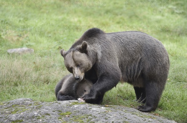 European brown bear (Ursus arctos arctos), female with young, captive, Bavarian Forest, Bavaria, Germany
