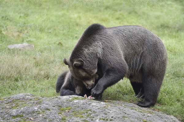 European brown bear (Ursus arctos arctos), female with young, captive, Bavarian Forest, Bavaria, Germany