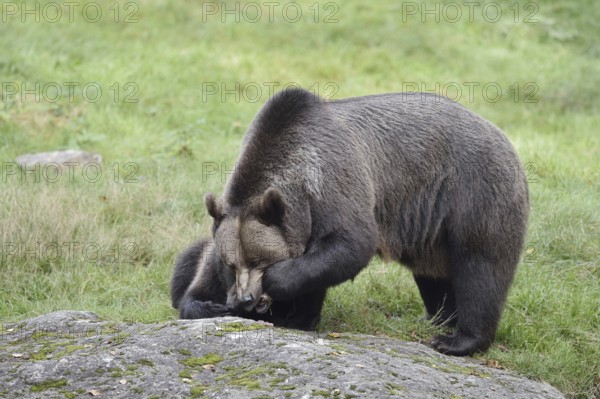 European brown bear (Ursus arctos arctos), female with young, captive, Bavarian Forest, Bavaria, Germany